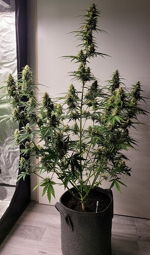 Growreport Bild 1