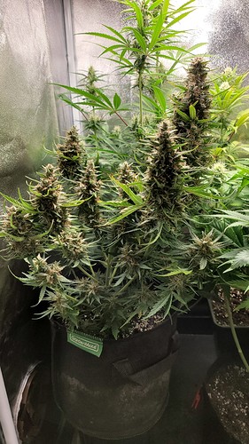Growreport Bild 1