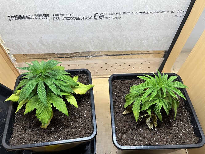 Growreport Bild 3