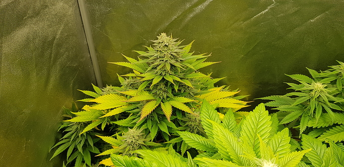 Growreport Bild 1