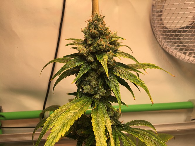 Growreport Bild 4