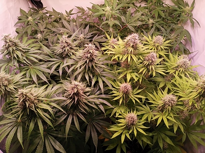 Growreport Bild 13