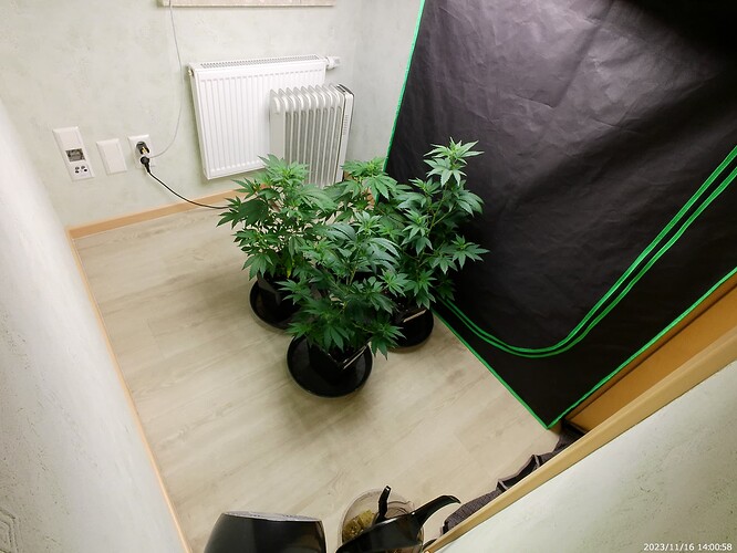 Growreport Bild 4