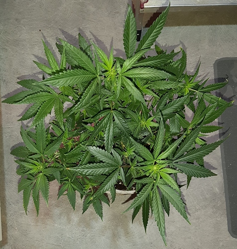 Growreport Bild 5