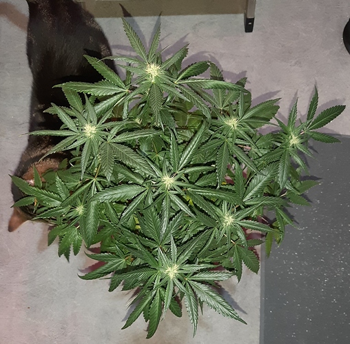 Growreport Bild 5