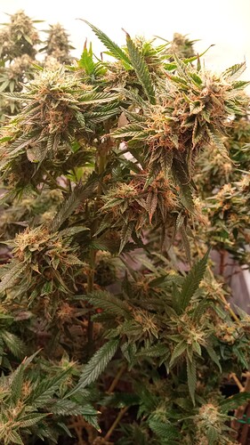Growreport Bild 61