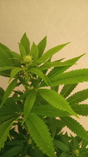 Growreport Bild 51