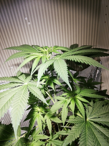 Growreport Bild 5