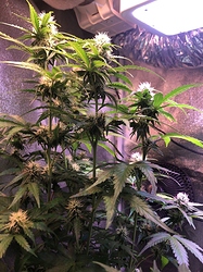 Growreport Bild 54