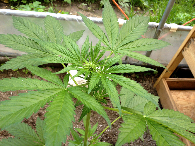 Growreport Bild 19