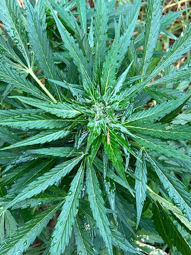 Growreport Bild 12