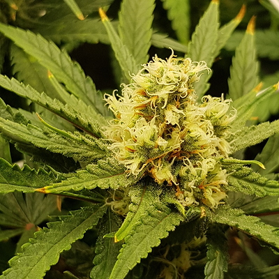 Growreport Bild 9