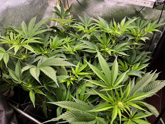 Growreport Bild 28
