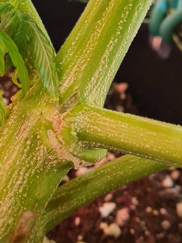 Growreport Bild 13