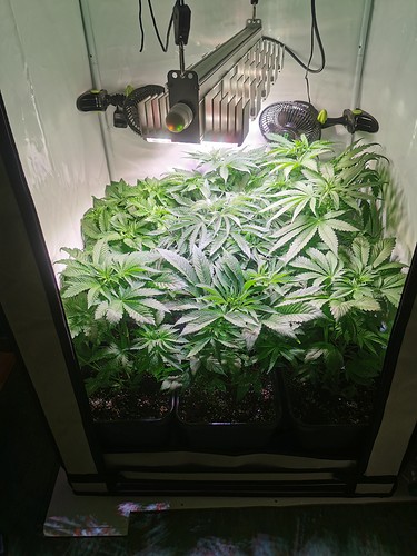 Growreport Bild 5