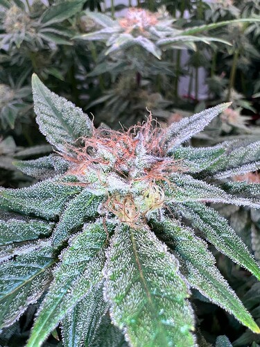 Growreport Bild 13