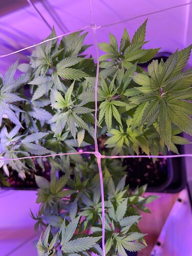 Growreport Bild 4