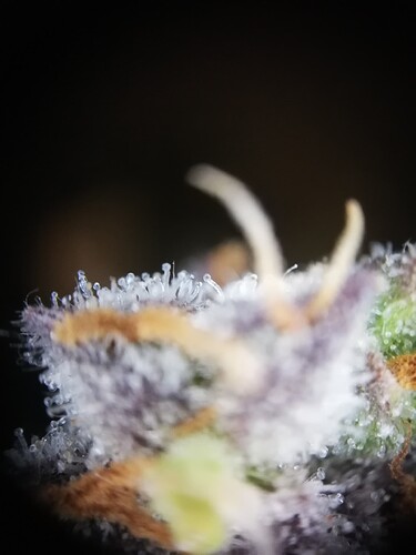 GG#3_240108-5