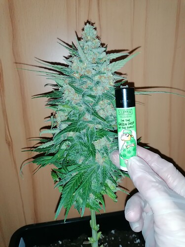 Growreport Bild 14