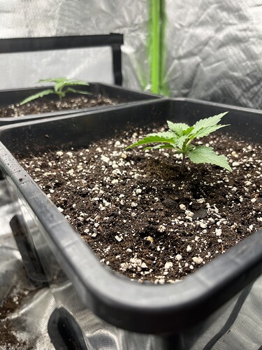 Growreport Bild 9