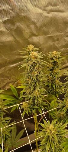 Growreport Bild 23