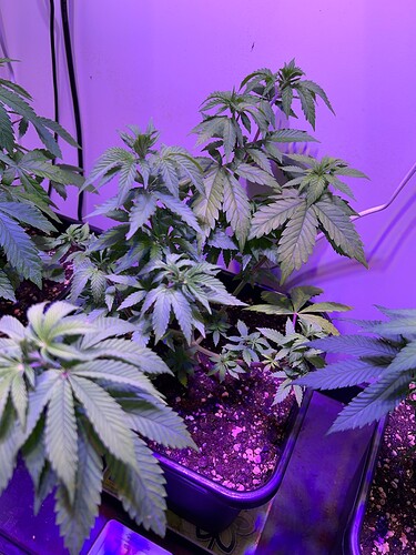 Growreport Bild 4