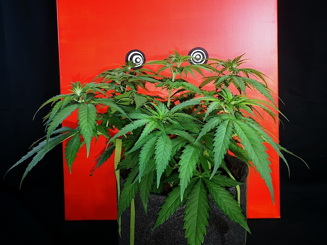 Growreport Bild 5