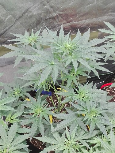 Indica500 Fat Blue.2 Tag 28