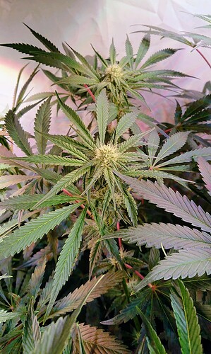Growreport Bild 11