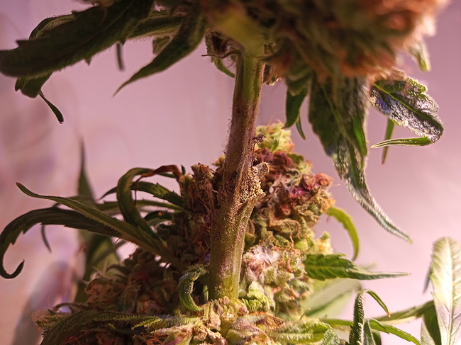 Growreport Bild 2