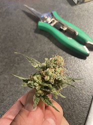 Growreport Bild 26