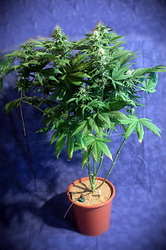 Growreport Bild 23