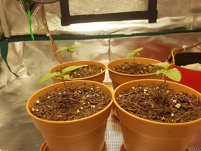Growreport Bild 16