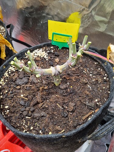 Growreport Bild 3