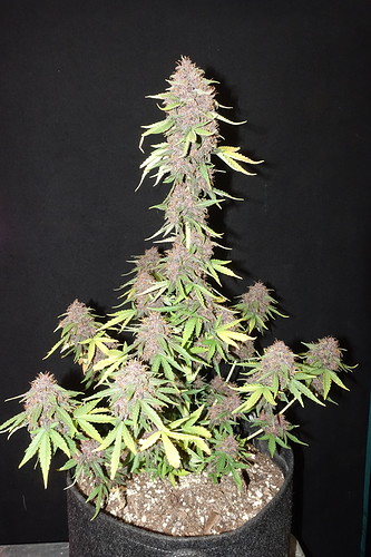Growreport Bild 11