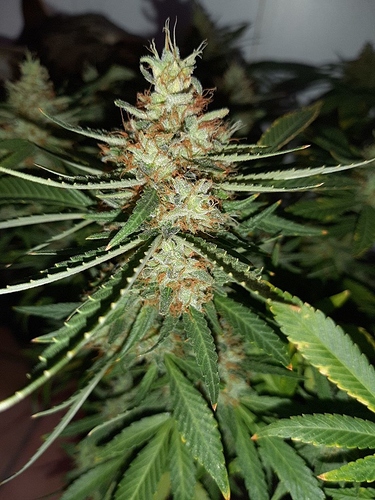 Growreport Bild 3