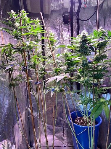 Growreport Bild 2