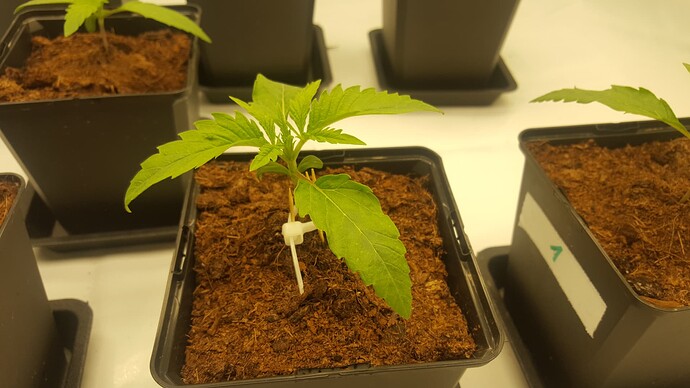 Growreport Bild 6