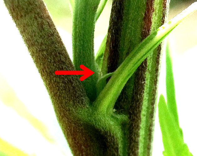 Growreport Bild 5