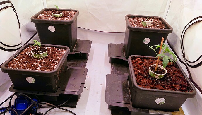 obscura1660212027920