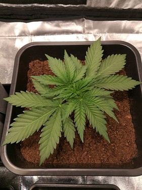 Growreport Bild 6