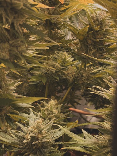 Growreport Bild 2