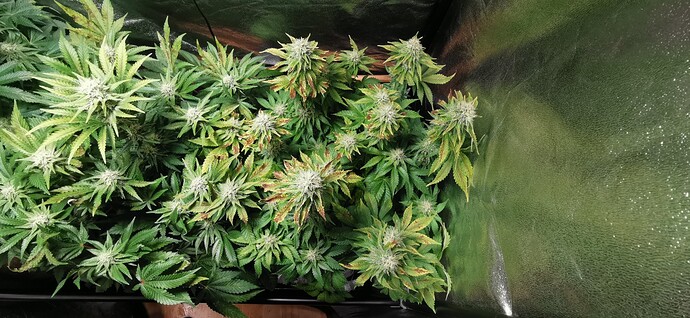 Growreport Bild 5