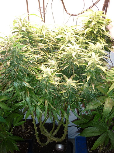 Growreport Bild 1