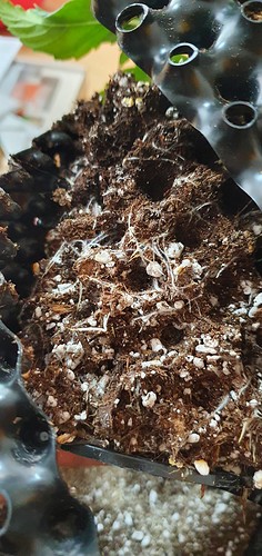 Growreport Bild 8