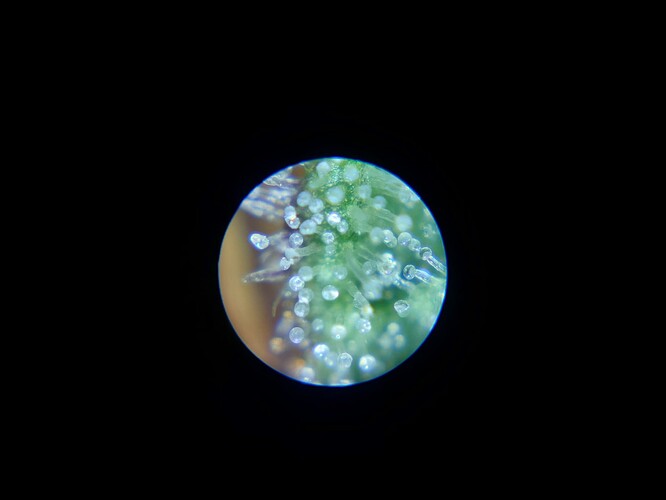 Growreport Bild 4