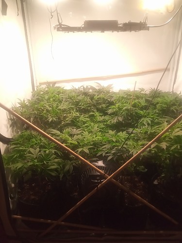Growreport Bild 69