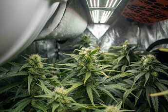 Growreport Bild 3