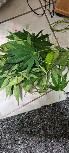 Growreport Bild 7