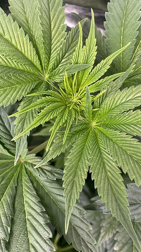 Growreport Bild 14